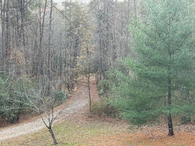a view of a forest with large trees