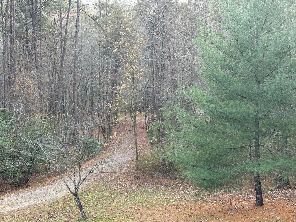 360 Johnson Cove Road Copperhill, TN 37317 - Photo 33 of 56 a view of a forest with trees in the background