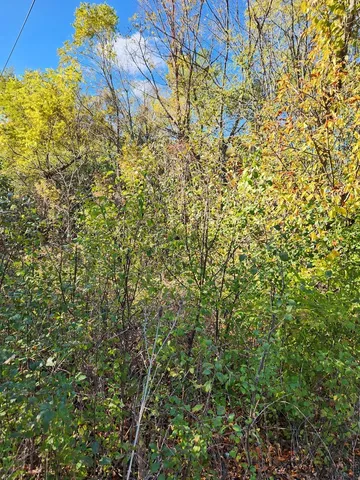 a view of a yard with a tree
