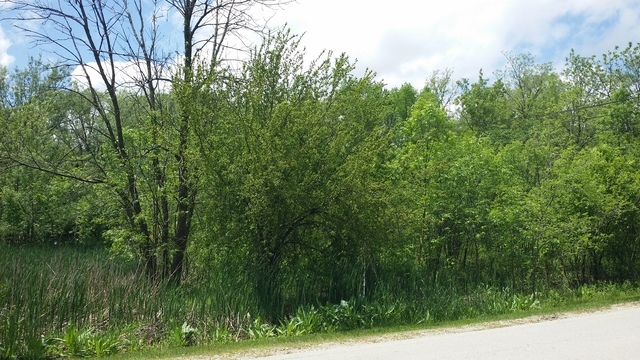 S760 Cleveland Street Wheaton, IL 60189 - Photo 4 of 4 a view of a lush green forest with lots of trees