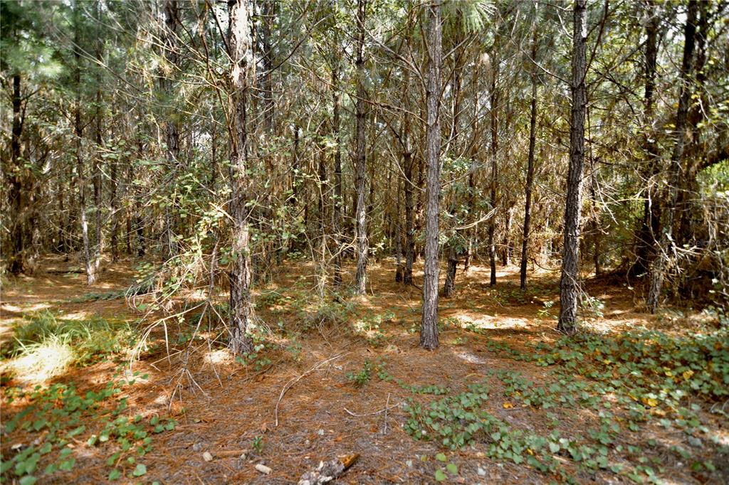 0 Old Federal Road Quincy, FL 32351 - Photo 54 of 81 Gallery Image 54