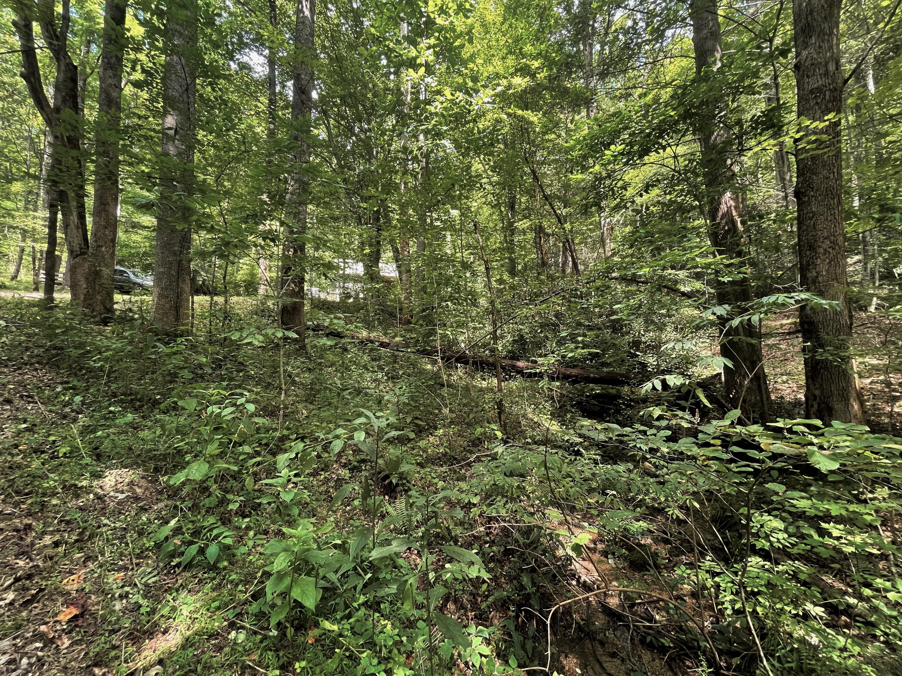 Hollow Road Cosby, TN 37722 - Photo 14 of 40 14