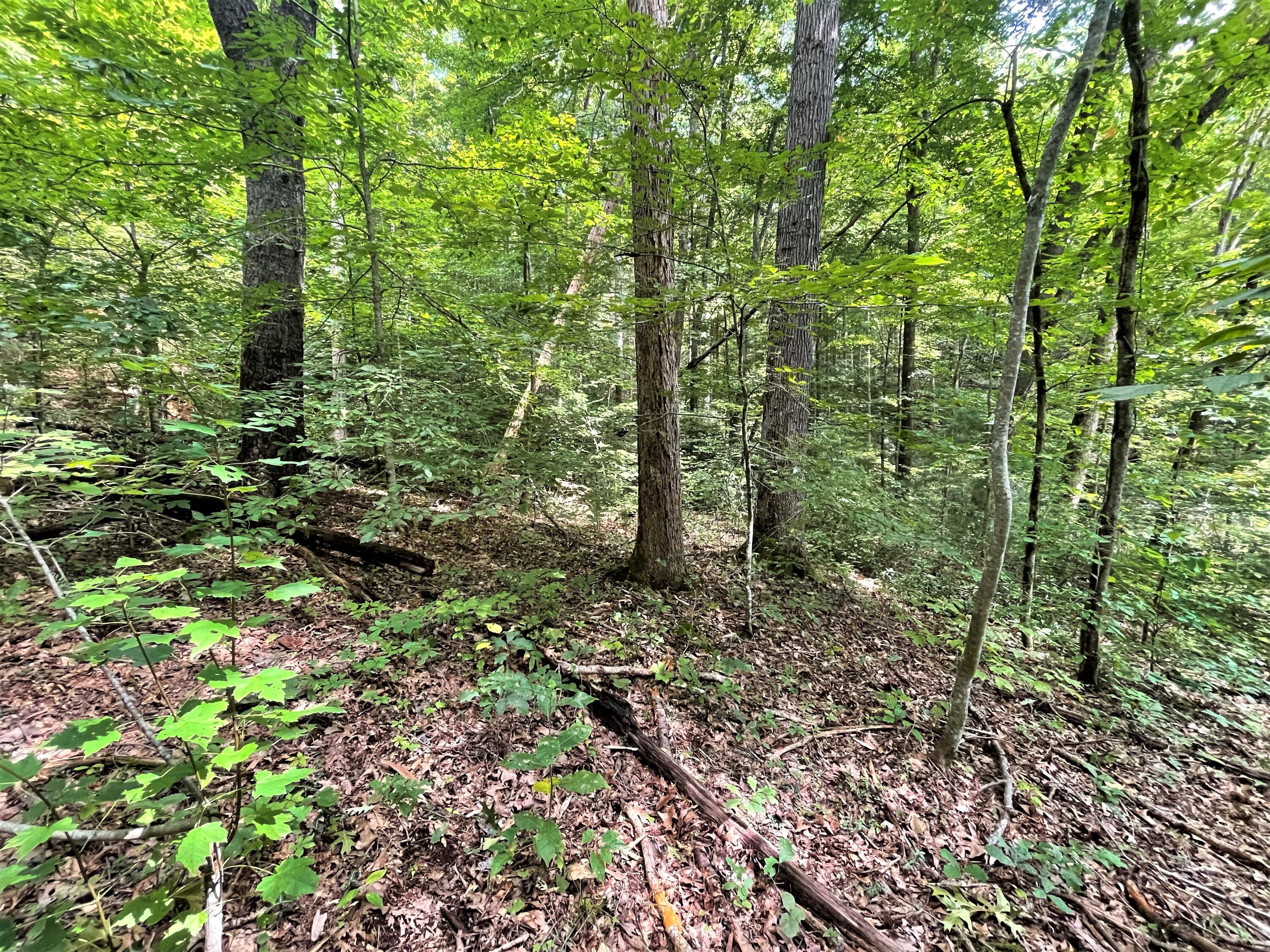 Hollow Road Cosby, TN 37722 - Photo 40 of 40 35