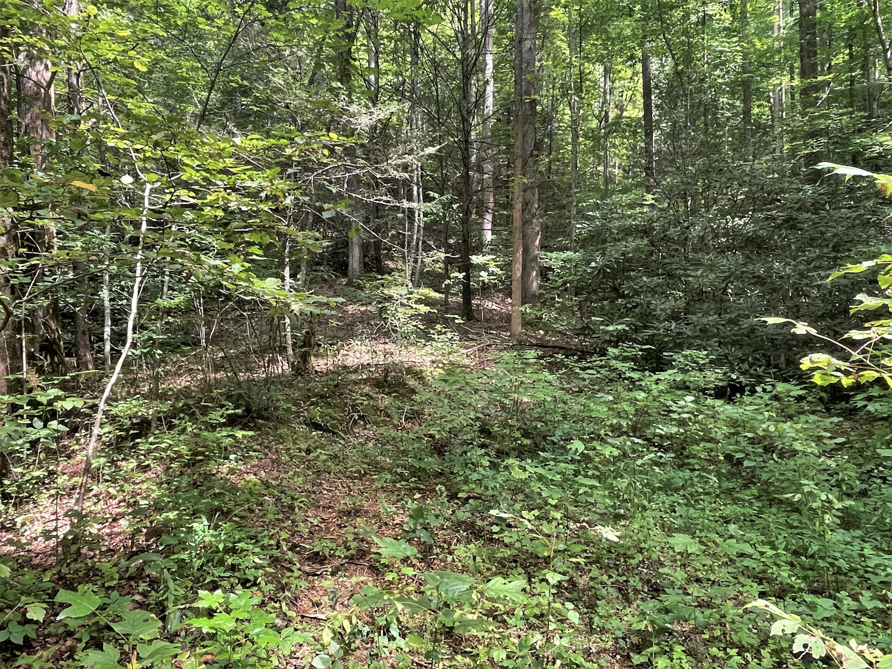 Hollow Road Cosby, TN 37722 - Photo 8 of 40 8