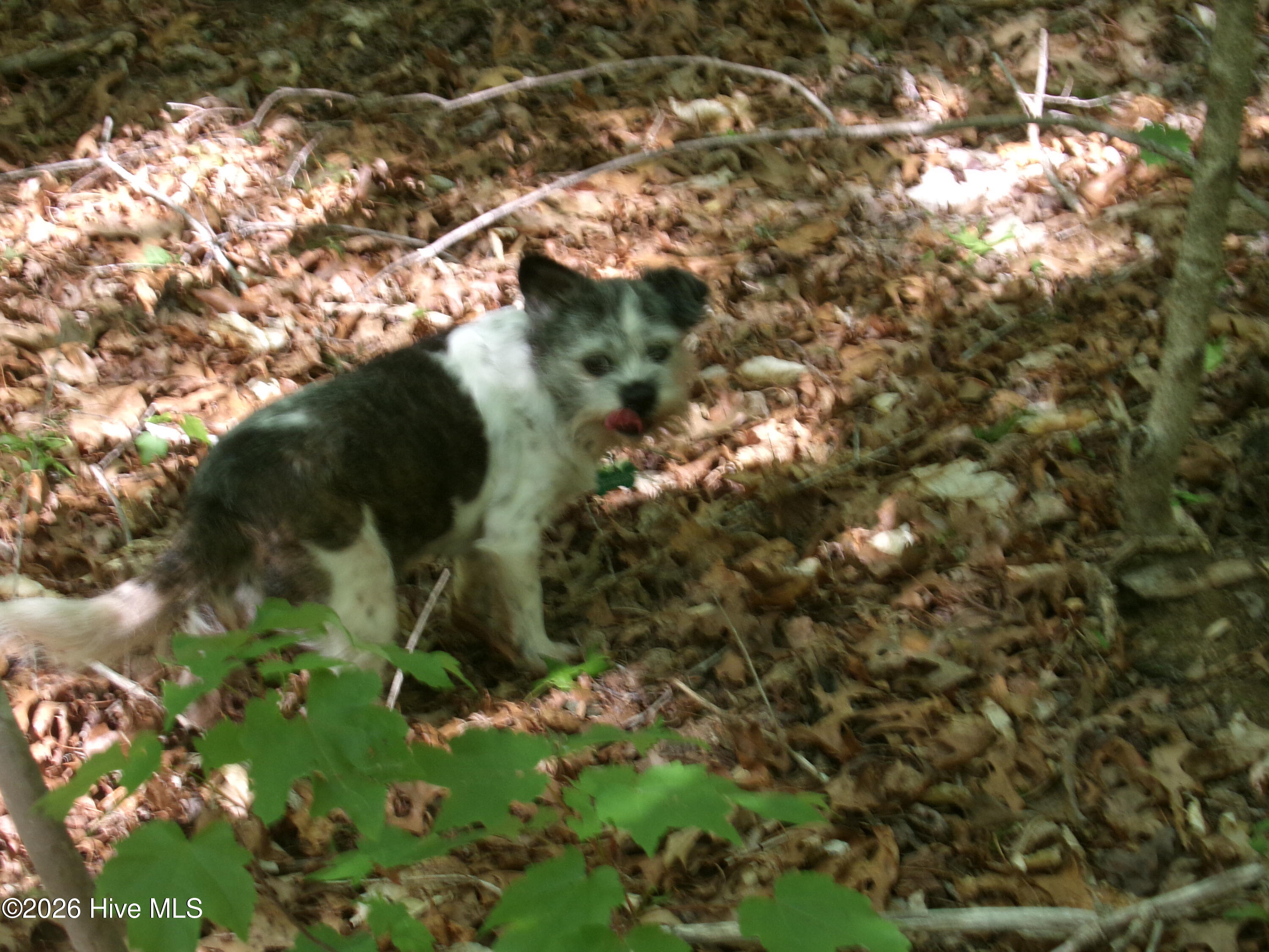1688 Harrison Road Nashville, NC 27856 - Photo 3 of 5 Peanut checking out a game trail. "One was just here Jim!"