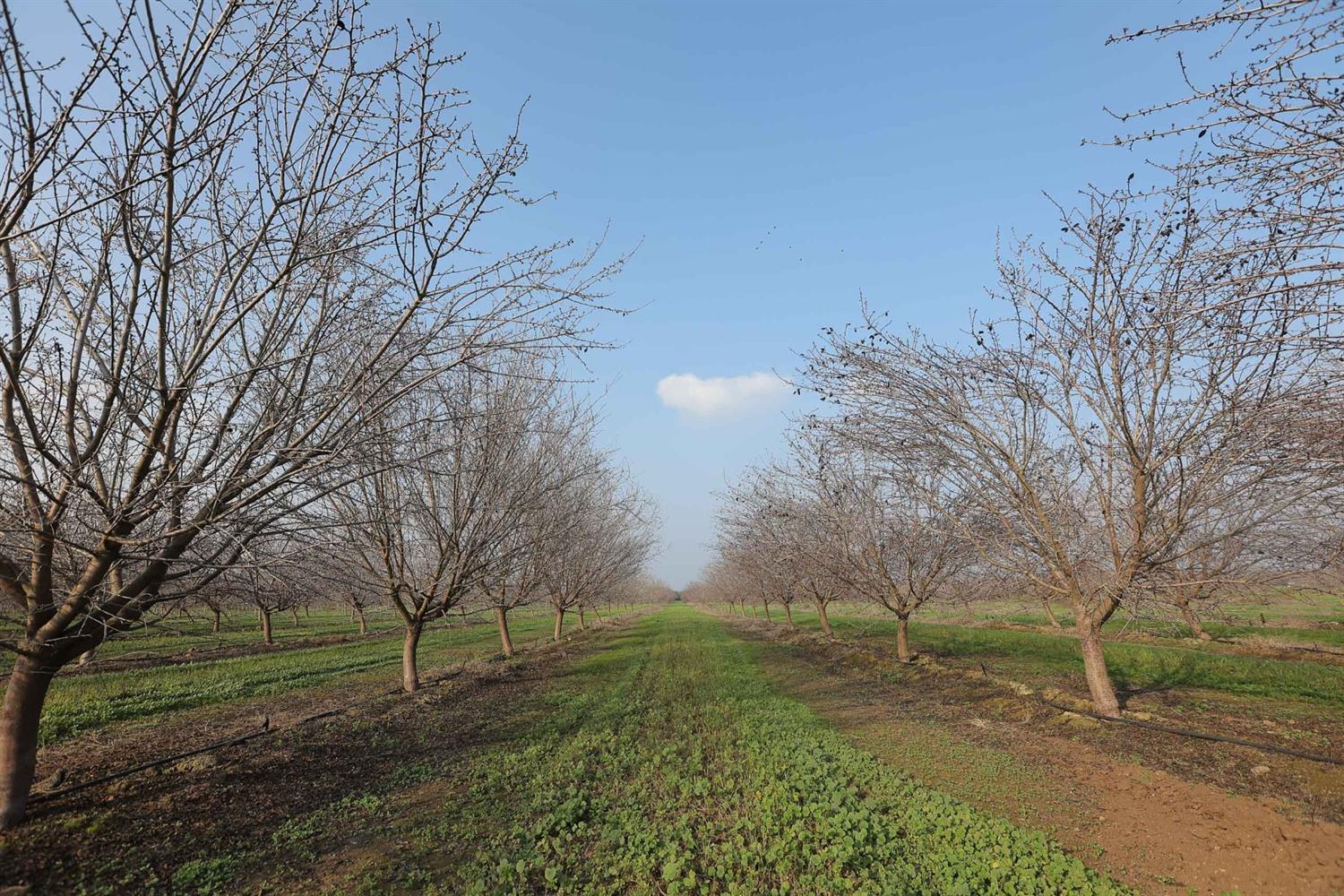 19780 Road 188 Strathmore, CA 93267 - Photo 12 of 12 a view of a field