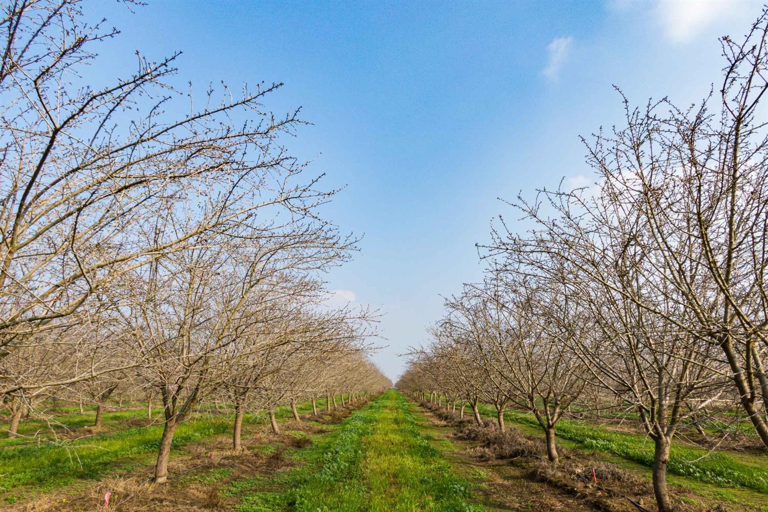 19780 Road 188 Strathmore, CA 93267 - Photo 2 of 12 a backyard of a house with lots of green space