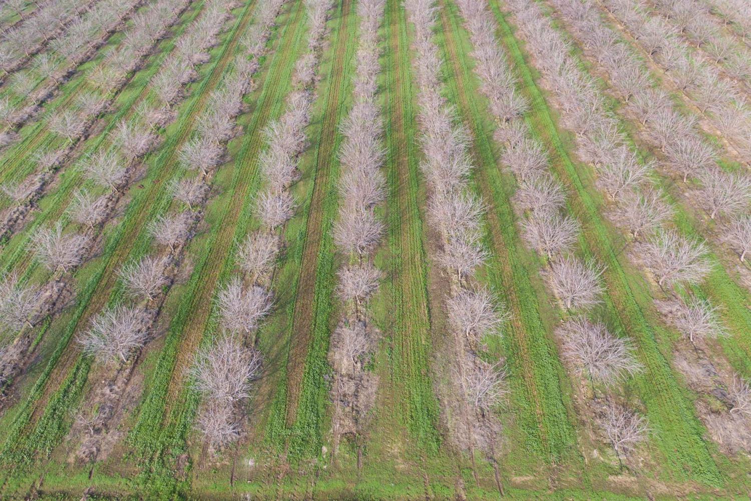 19780 Road 188 Strathmore, CA 93267 - Photo 5 of 12 a close up of a plant