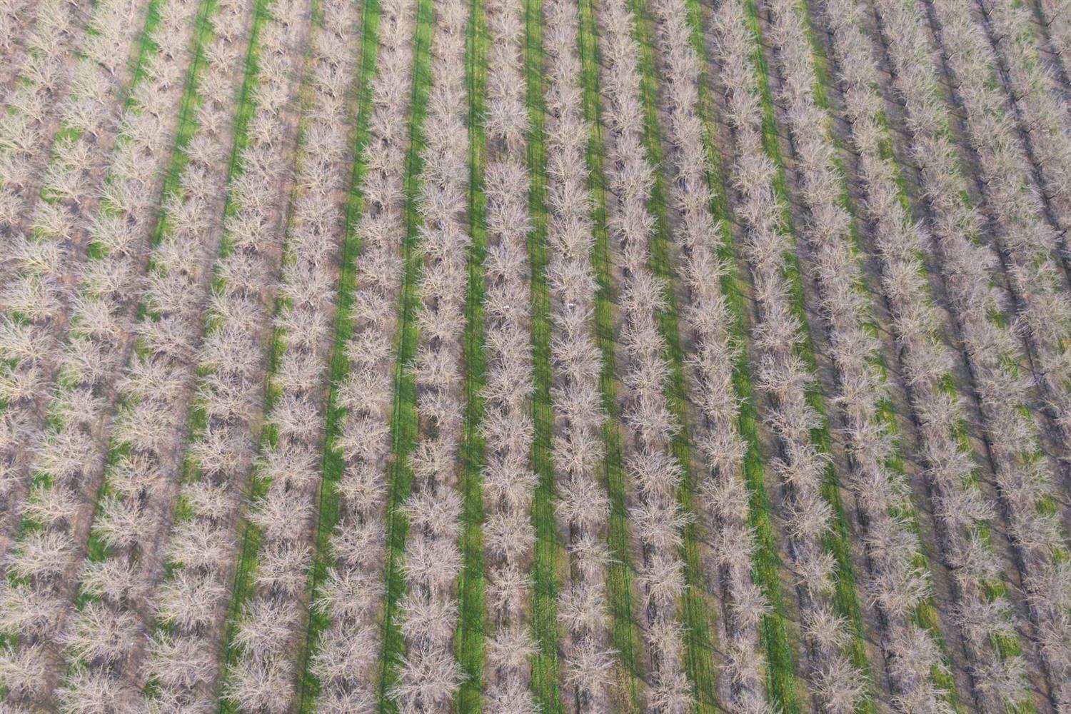 19780 Road 188 Strathmore, CA 93267 - Photo 6 of 12 a close up view of a curtain