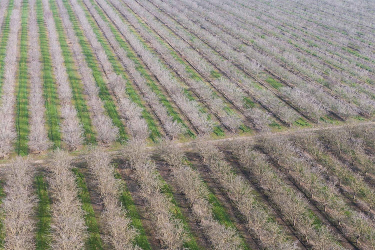 19780 Road 188 Strathmore, CA 93267 - Photo 8 of 12