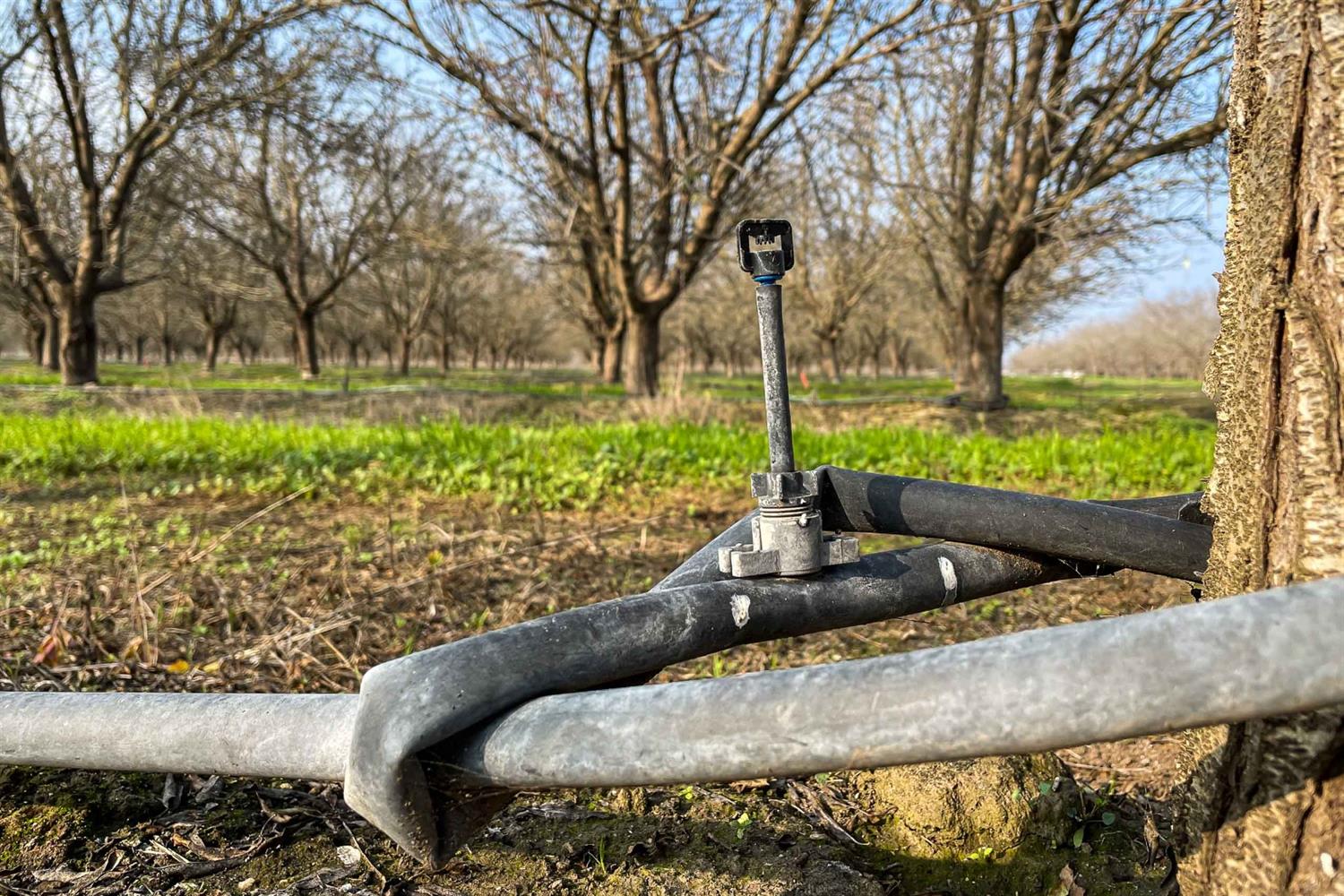 19780 Road 188 Strathmore, CA 93267 - Photo 9 of 12 a view of a garden with a tree