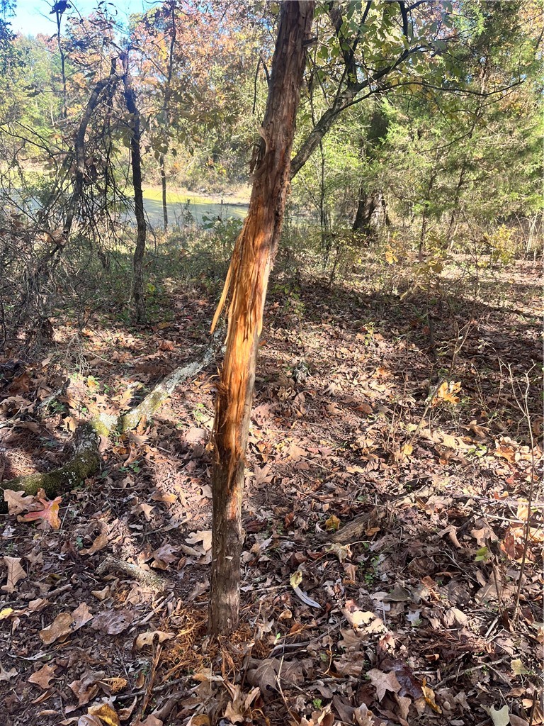 840 Miller Road Ola, AR 72853 - Photo 23 of 23 Buck Rub