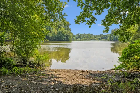 a view of a forest with a mountain in the background