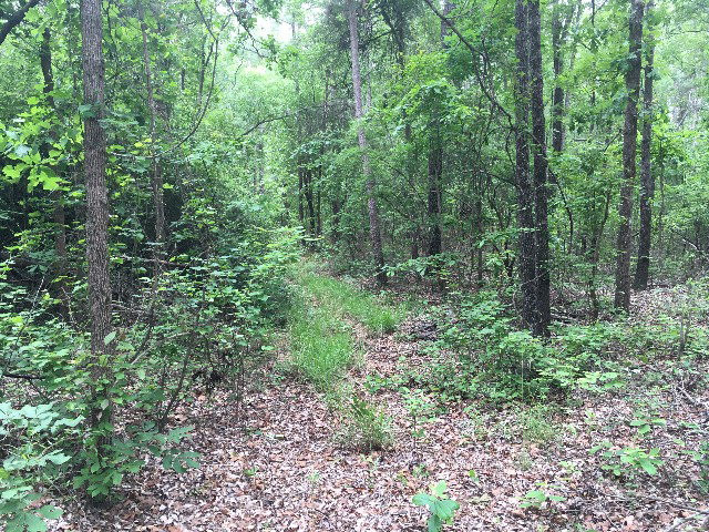 17.6-ac Dixie Clay Road Beech Island, SC 29842 - Photo 6 of 9
