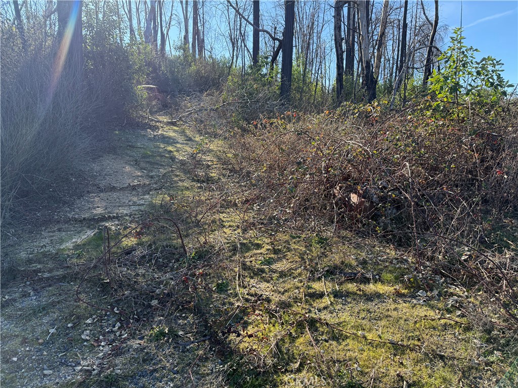 0 Inalane Berry Creek, CA 95916 - Photo 7 of 8 a view of backyard with green space