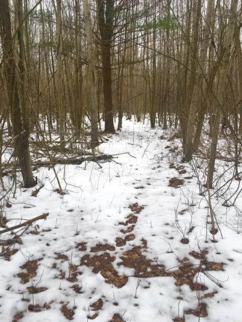 0 Ensley Road Ravenna, MI 49451 - Photo 9 of 14 1