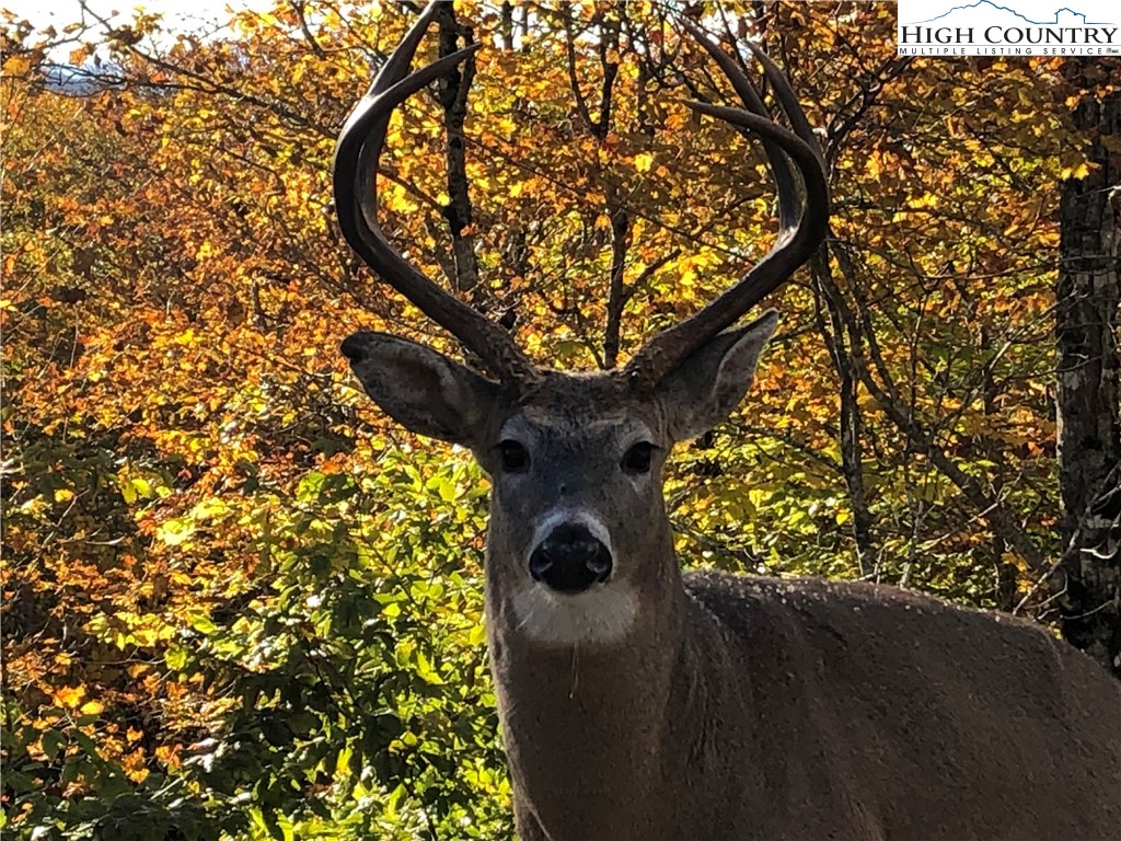 126 Oz Road Beech Mountain, NC 28604 - Photo 35 of 50 a view of plant