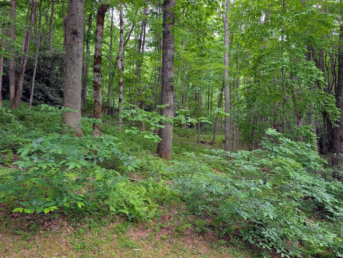 Lot 1 Upper Mdw Road Cullowhee, NC 28723 - Photo 6 of 17 Gallery Image 6