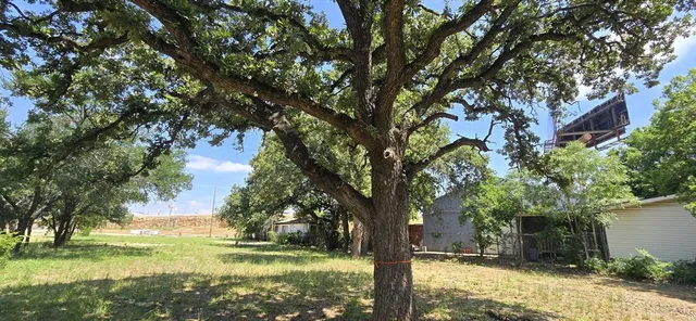 a yard with tall trees