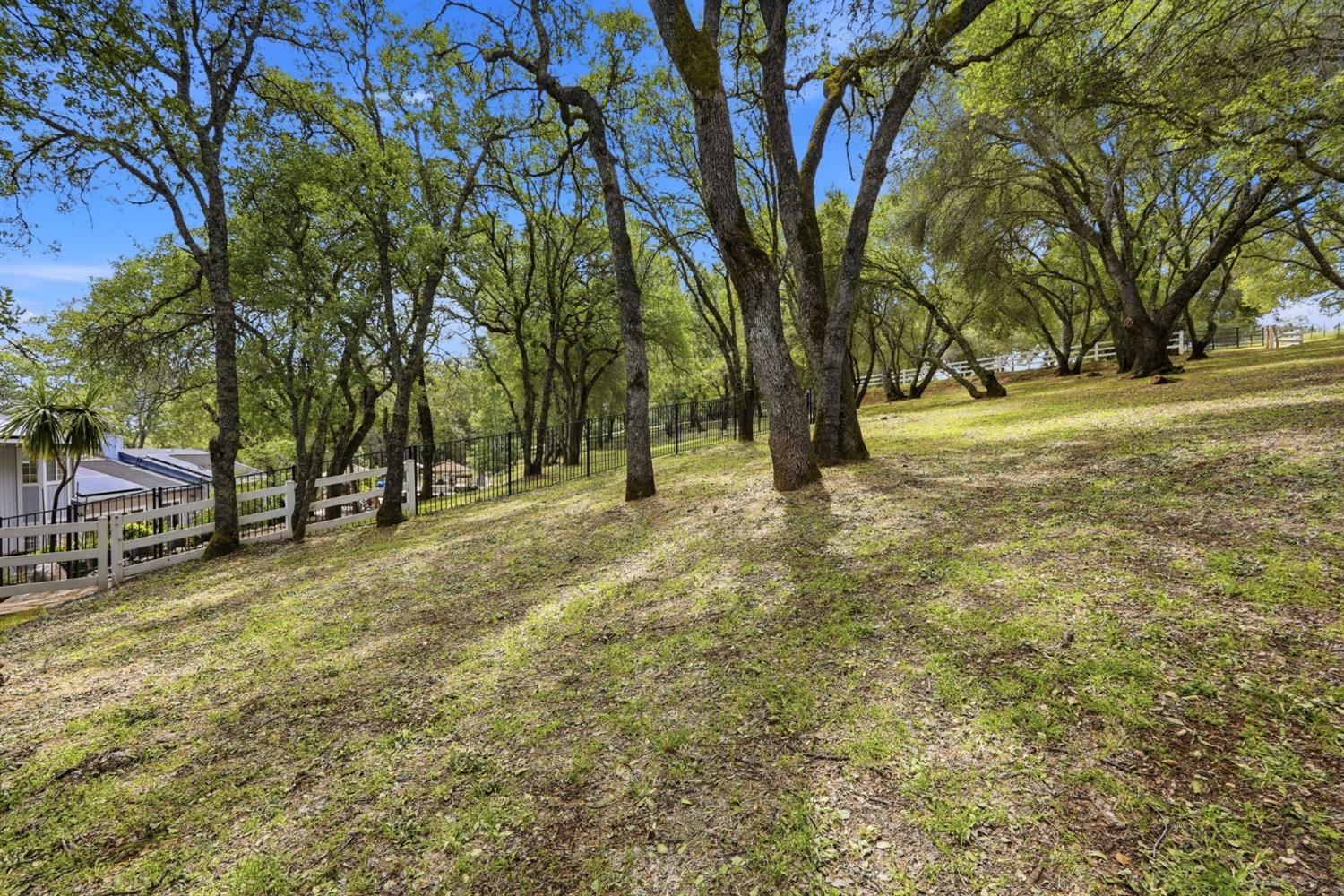 2030 Marden Drive Rescue, CA 95672 - Photo 75 of 96 a view of yard with trees