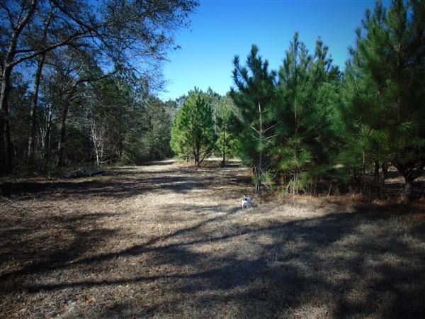 191 Caswell Branch Road Freeport, FL 32439 - Photo 5 of 18 DSC01792