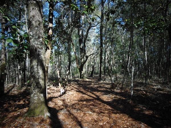 191 Caswell Branch Road Freeport, FL 32439 - Photo 6 of 18 DSC01794