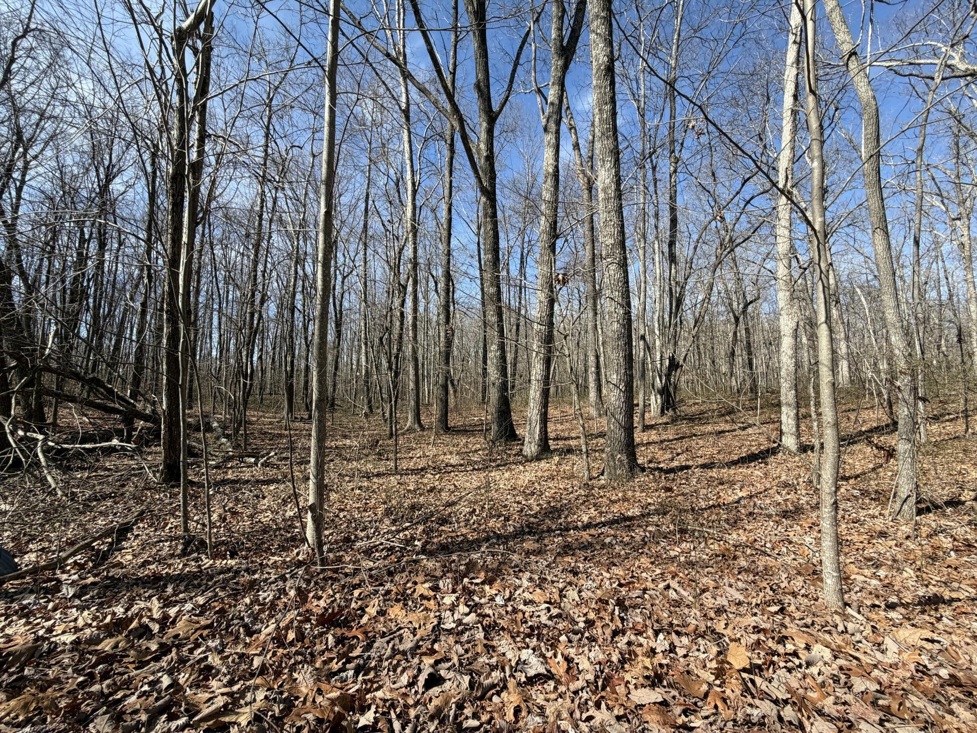 4872 Deer Run Road Pelham, TN 37366 - Photo 19 of 38 a view of a backyard of the house