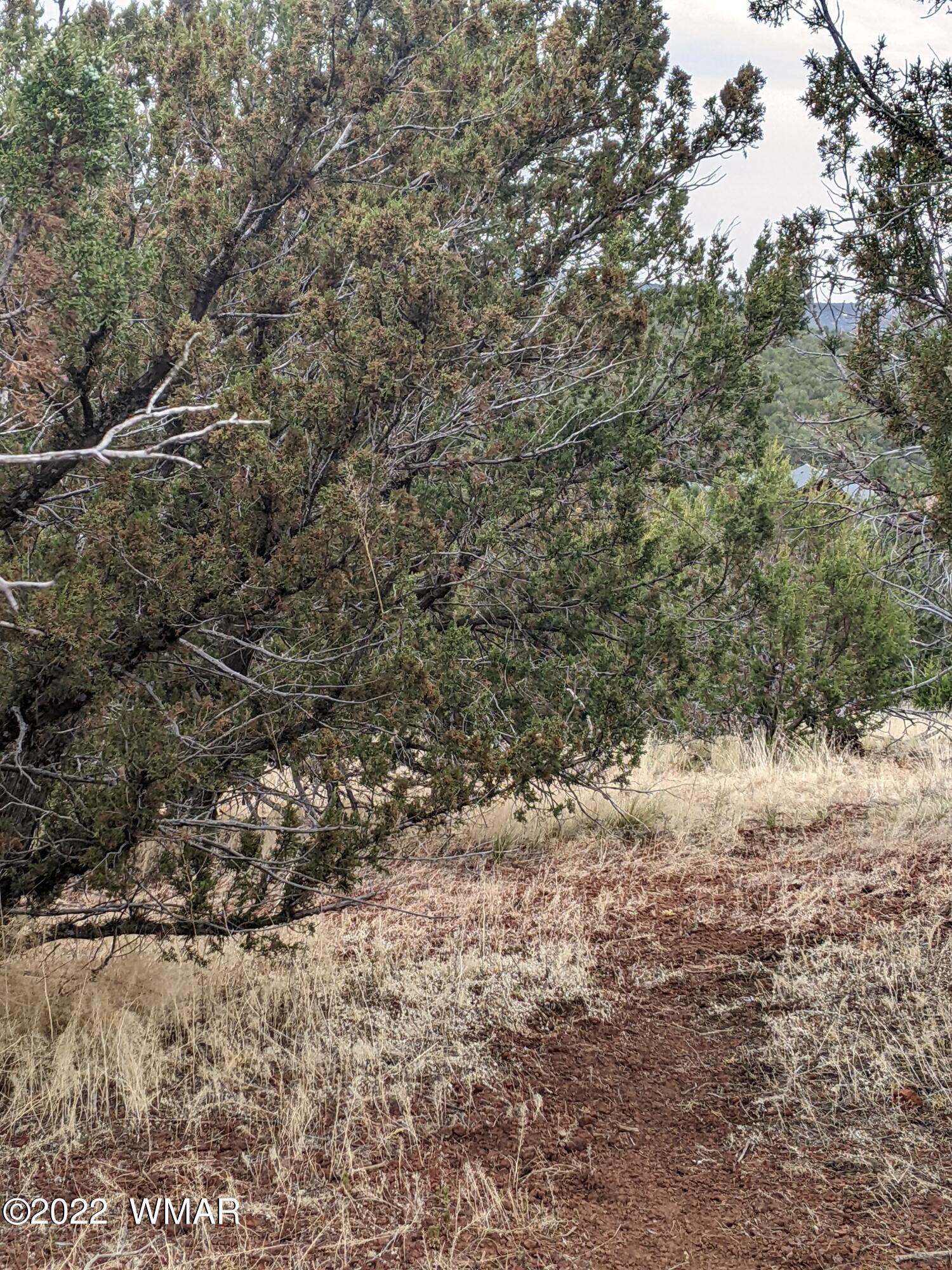 Lot 91 Ranch Road Concho, AZ 85924 - Photo 12 of 18