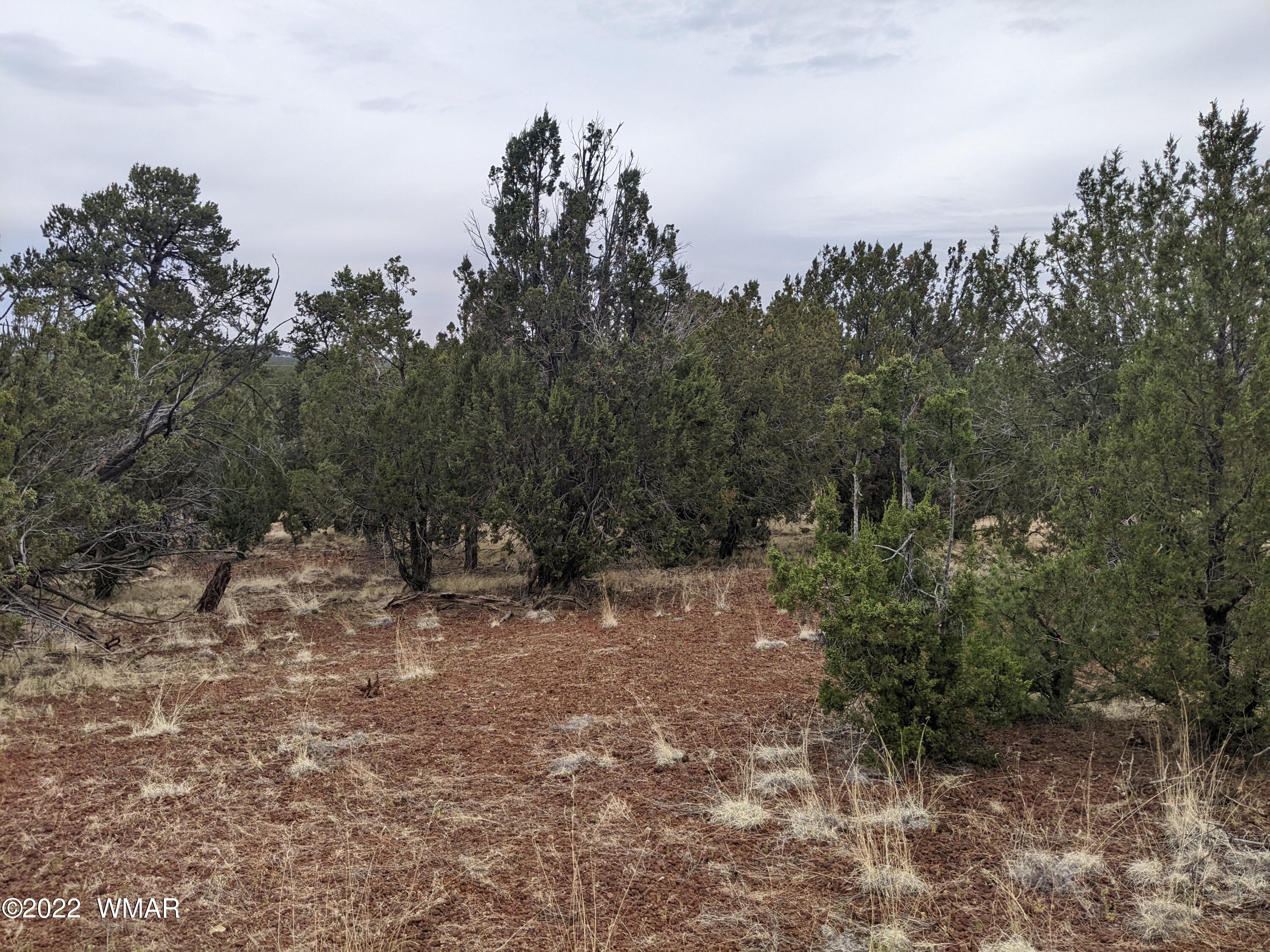 Lot 91 Ranch Road Concho, AZ 85924 - Photo 17 of 18