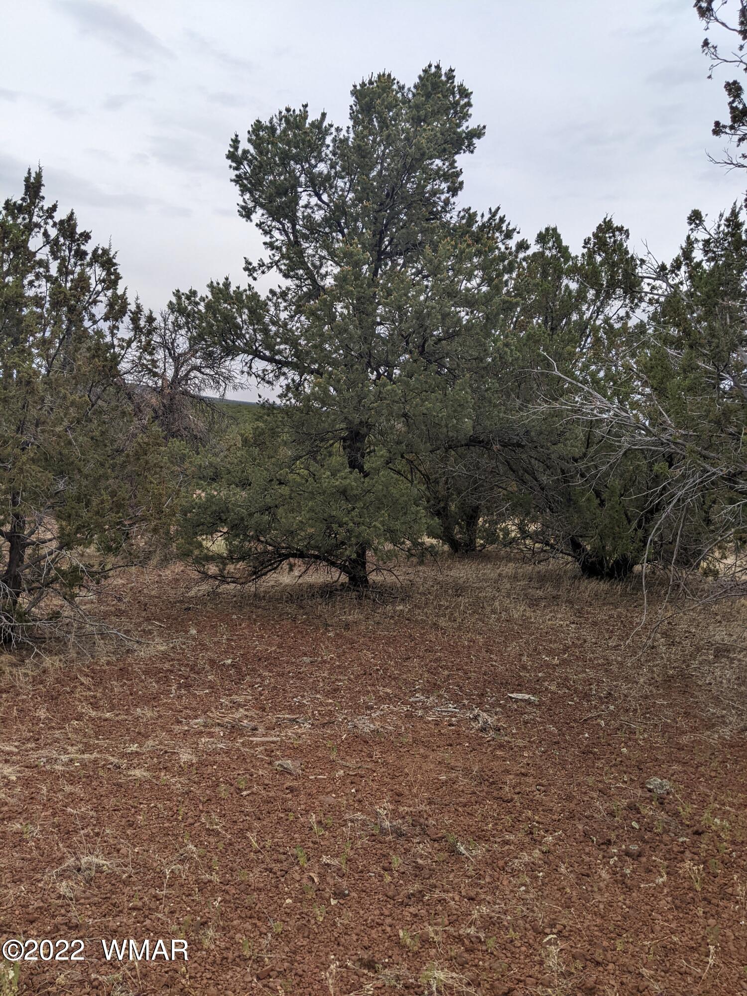 Lot 91 Ranch Road Concho, AZ 85924 - Photo 18 of 18