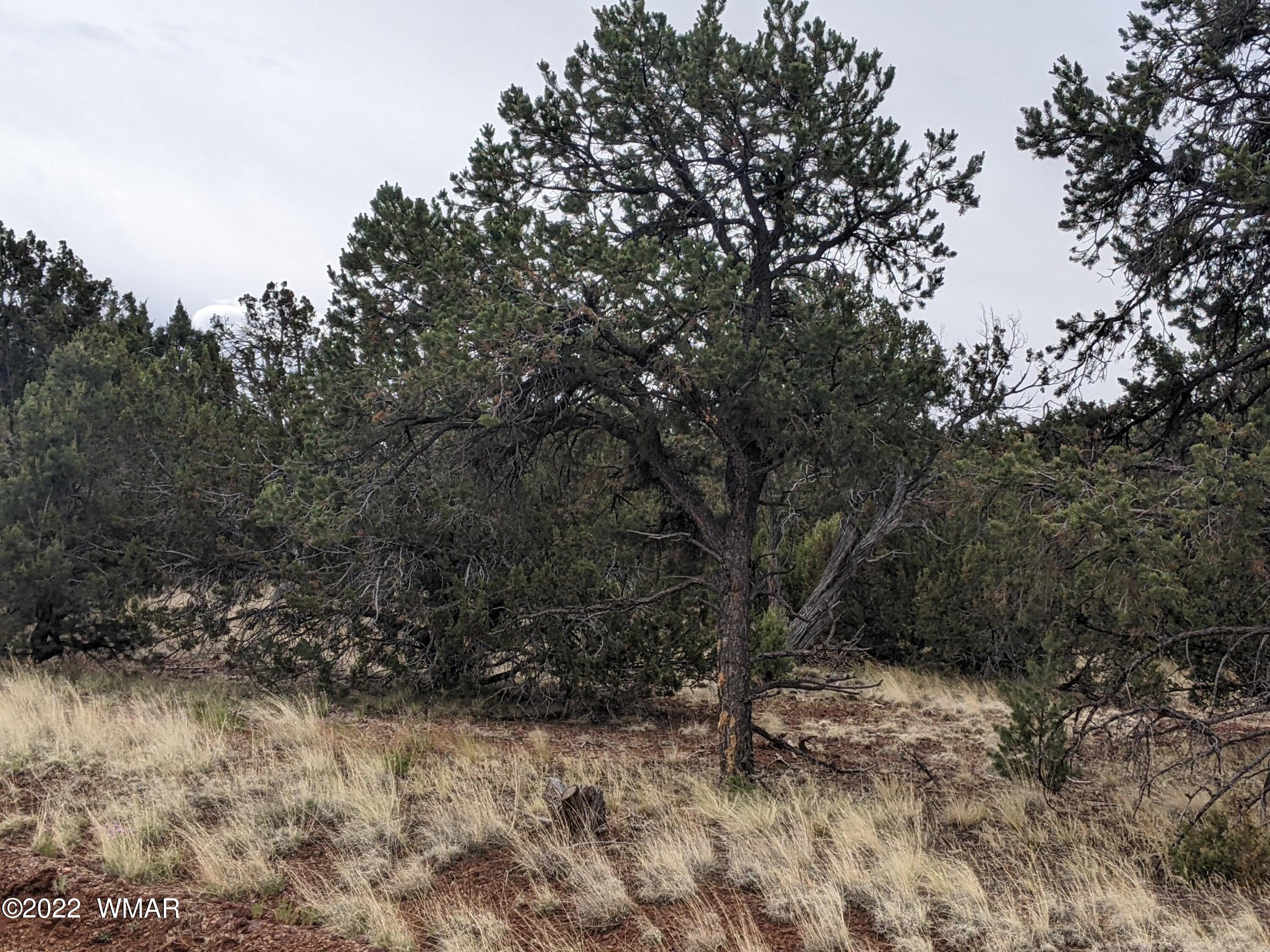Lot 91 Ranch Road Concho, AZ 85924 - Photo 3 of 18