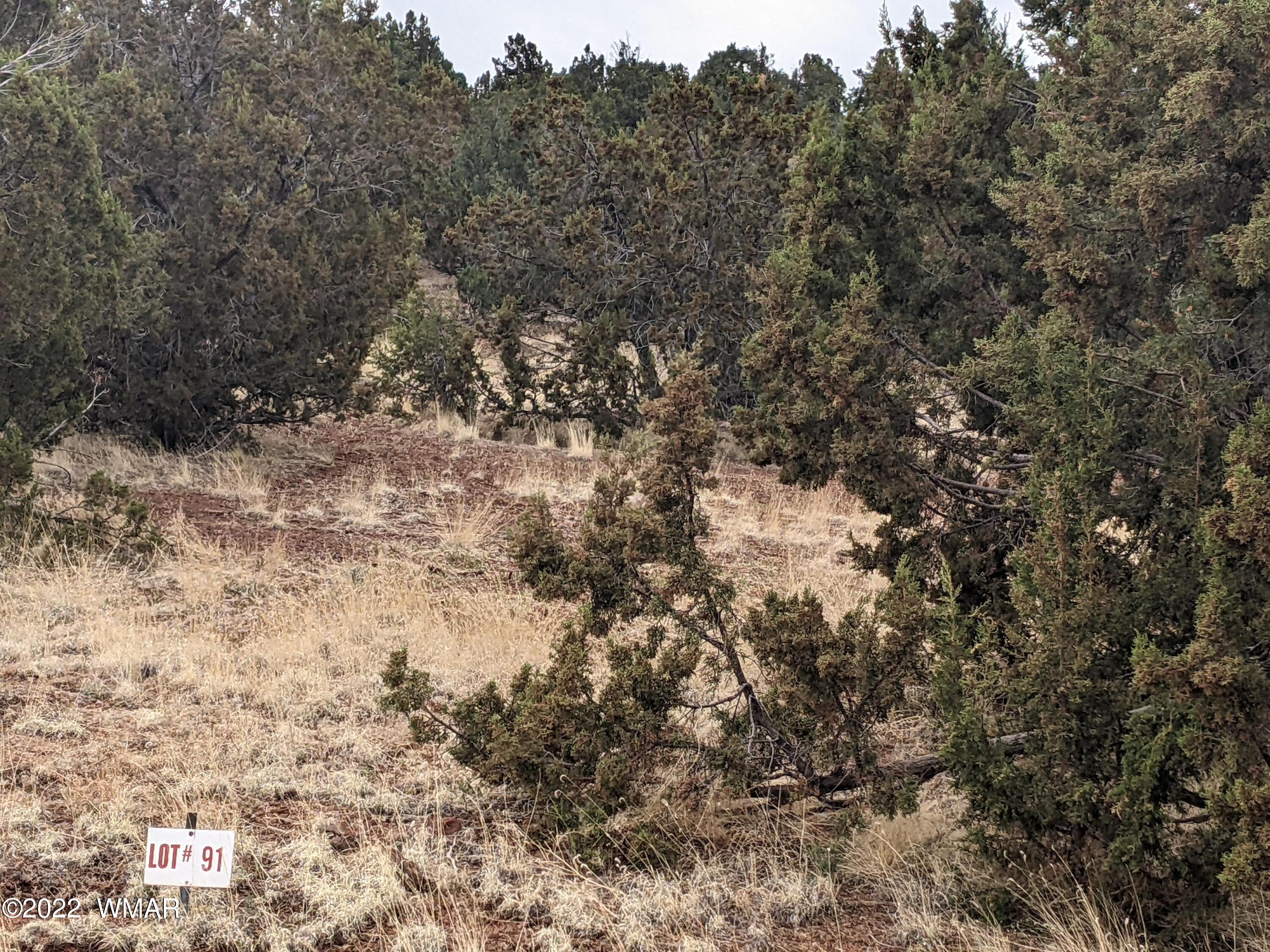 Lot 91 Ranch Road Concho, AZ 85924 - Photo 5 of 18