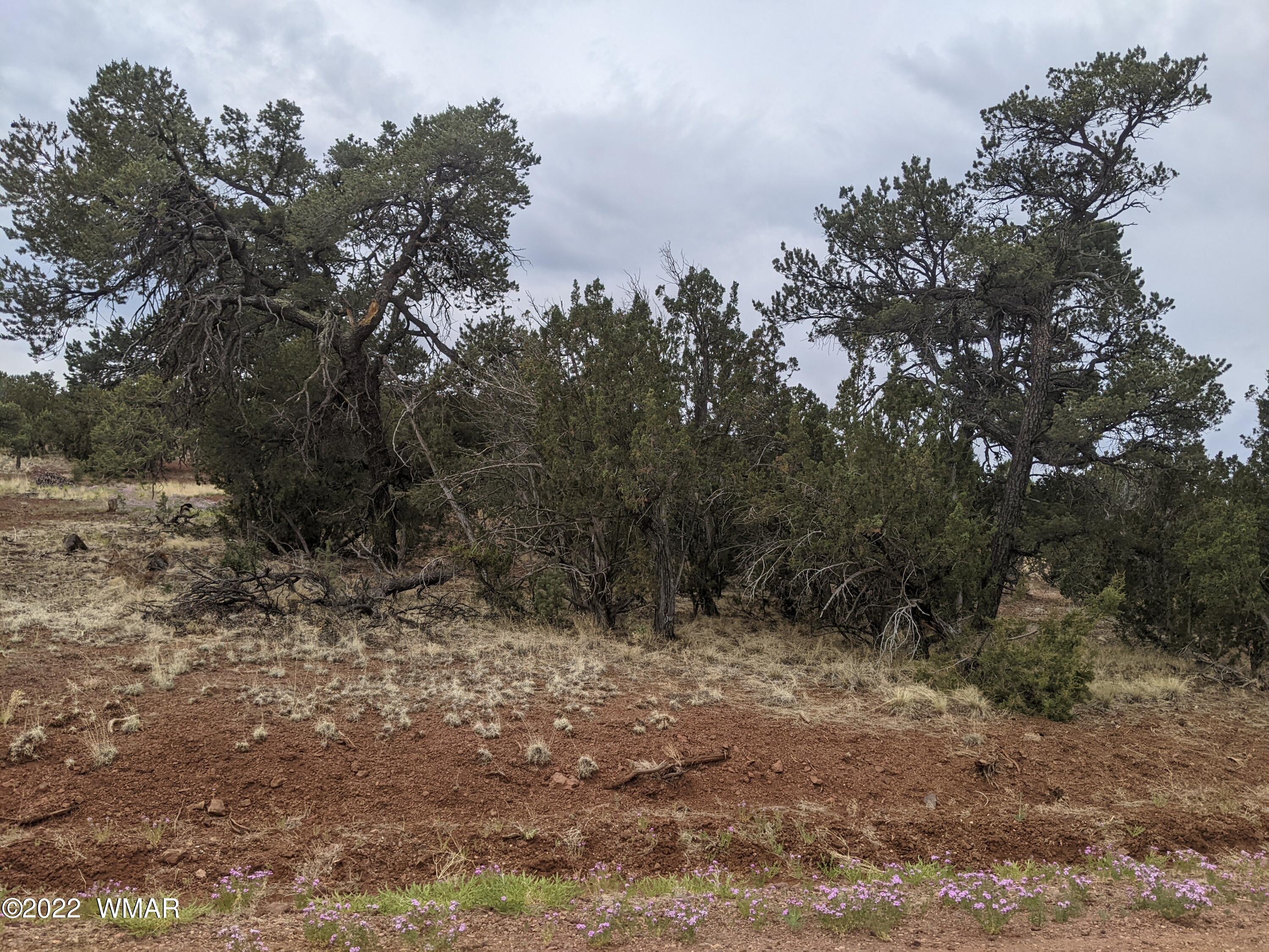 Lot 91 Ranch Road Concho, AZ 85924 - Photo 6 of 18
