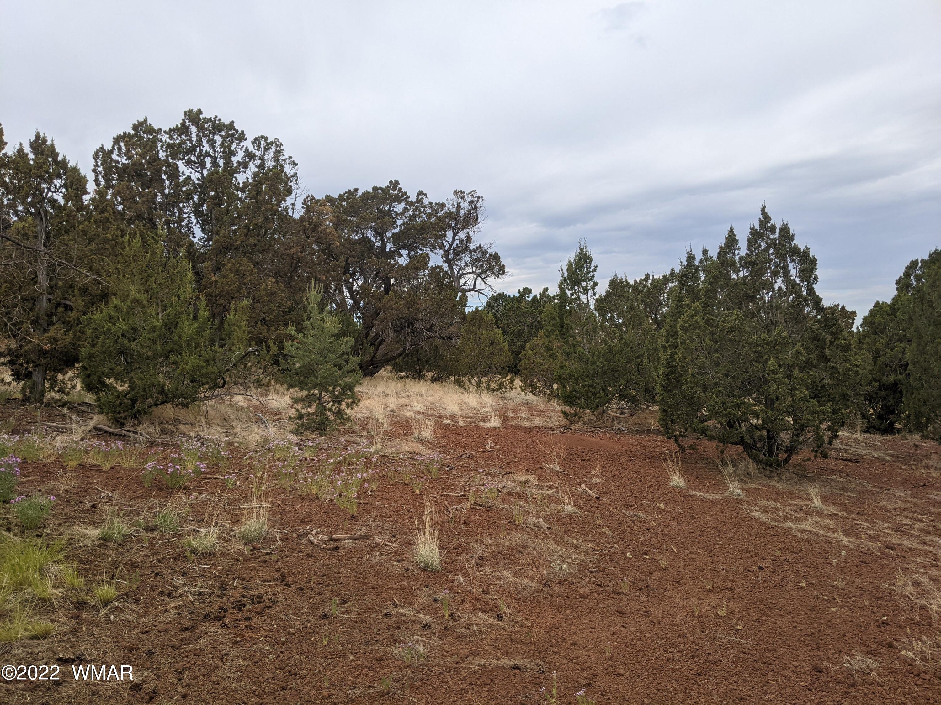 Lot 91 Ranch Road Concho, AZ 85924 - Photo 8 of 18