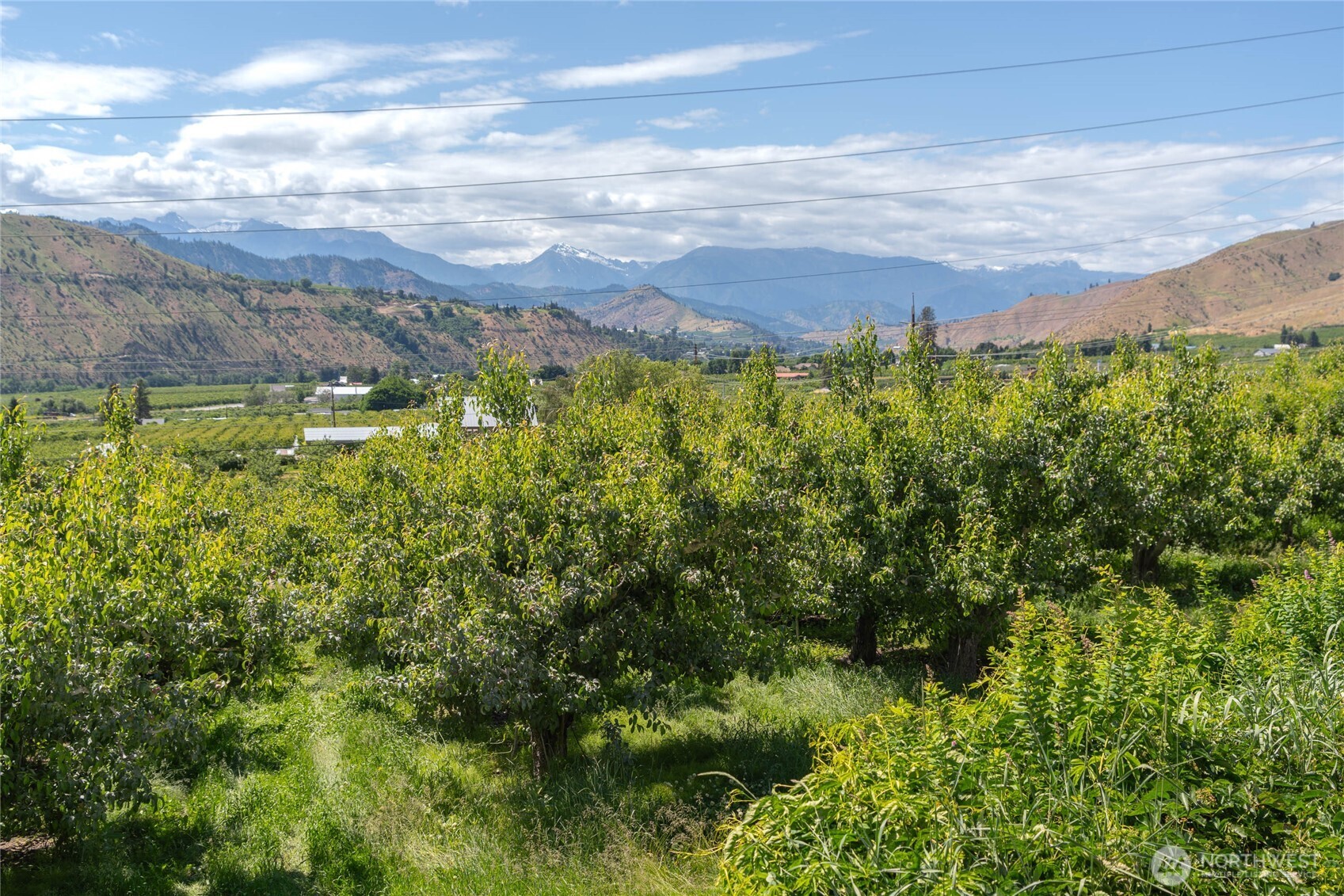 0 Red Apple Road Cashmere, WA 98815 - Photo 19 of 38 a view of a bunch of plants and trees