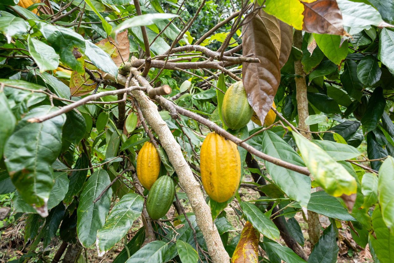 87-493 Kaohe Mauka Road Captain Cook, HI 96704 - Photo 29 of 30