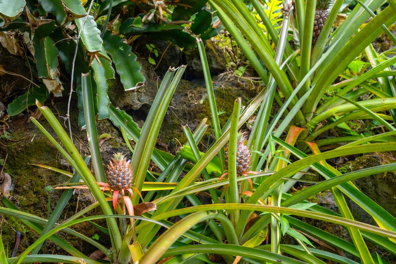 87-493 Kaohe Mauka Road Captain Cook, HI 96704 - Photo 30 of 30