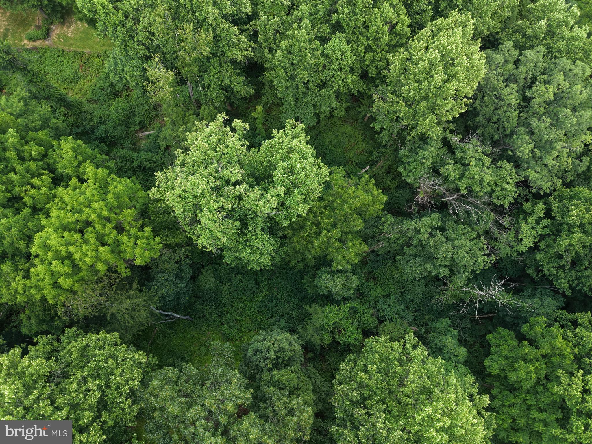 3 52 /- Acres Oak Ridge Trail Fairfield, PA 17320 - Photo 5 of 13