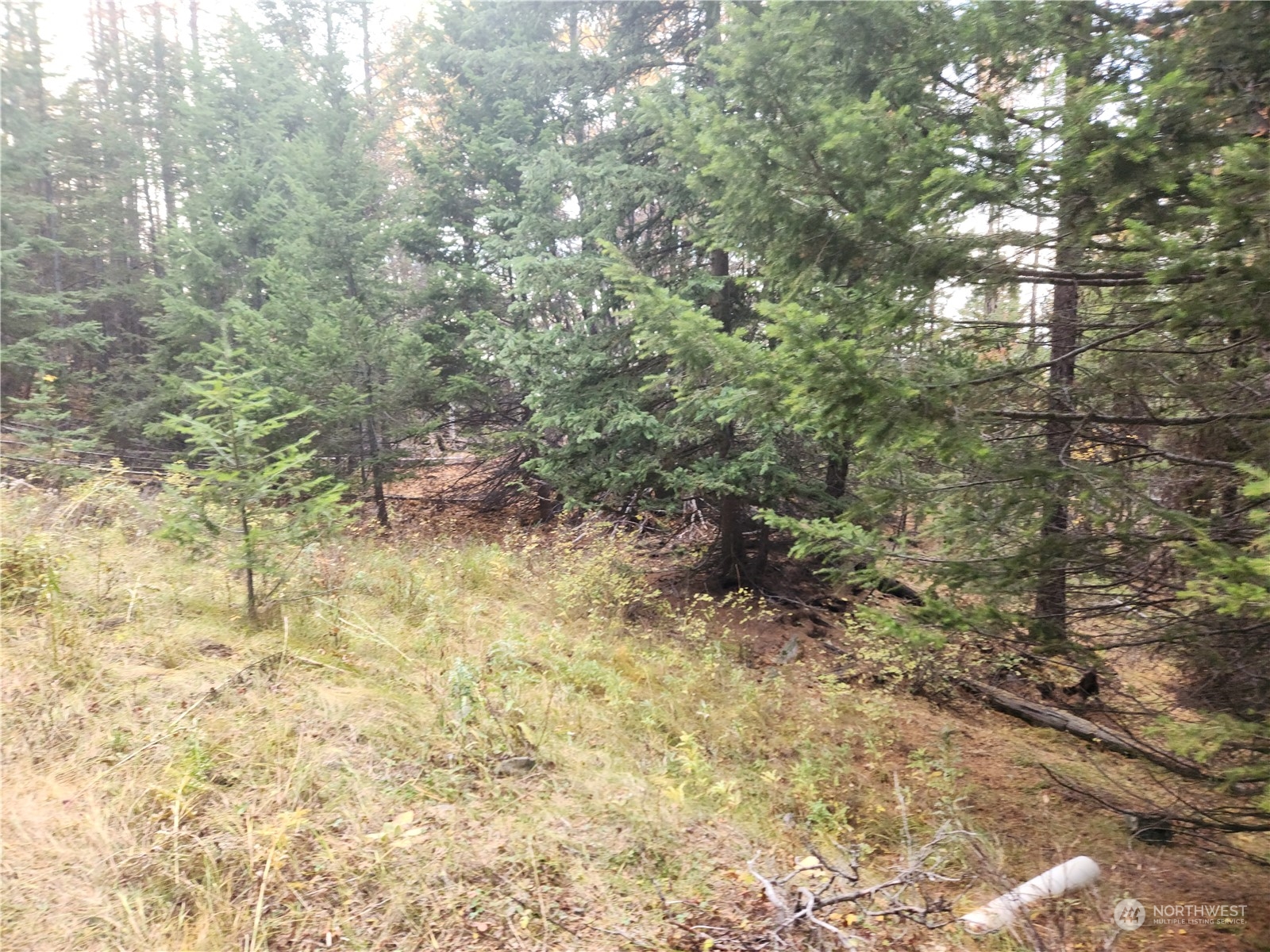 190 Wapato Road Oroville, WA 98844 - Photo 12 of 18 a view of a yard with trees