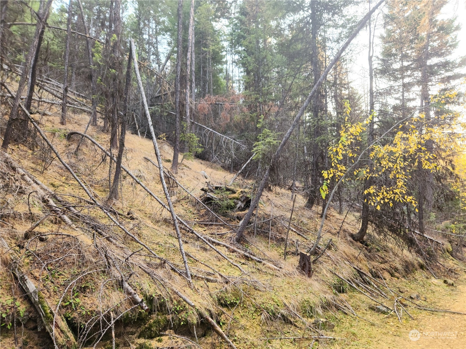 190 Wapato Road Oroville, WA 98844 - Photo 15 of 18 a view of a forest with a tree