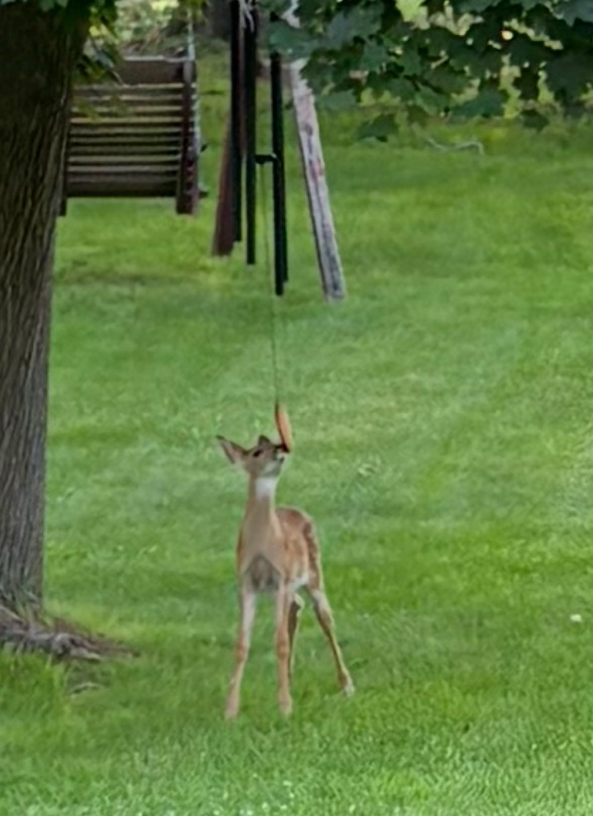 218 High Street Waupaca, WI 54981 - Photo 16 of 16