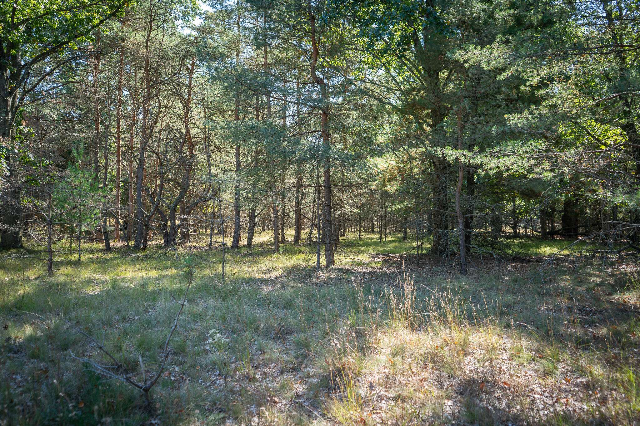 V/l Whitbeck Road Montague, MI 49437 - Photo 12 of 29 DSC07332