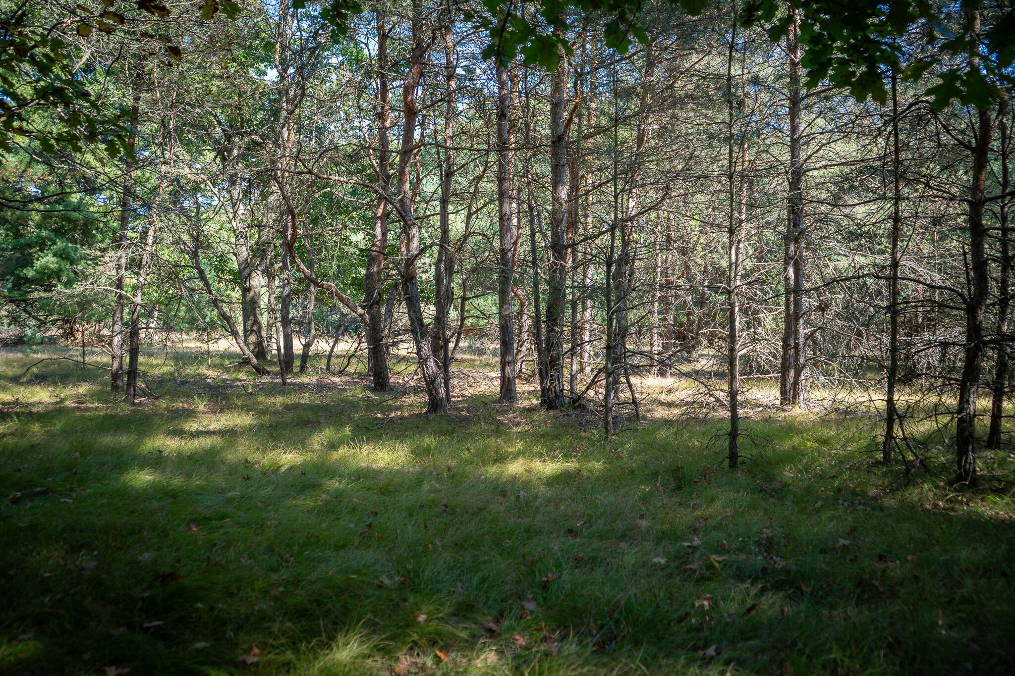 V/l Whitbeck Road Montague, MI 49437 - Photo 16 of 29 DSC07337