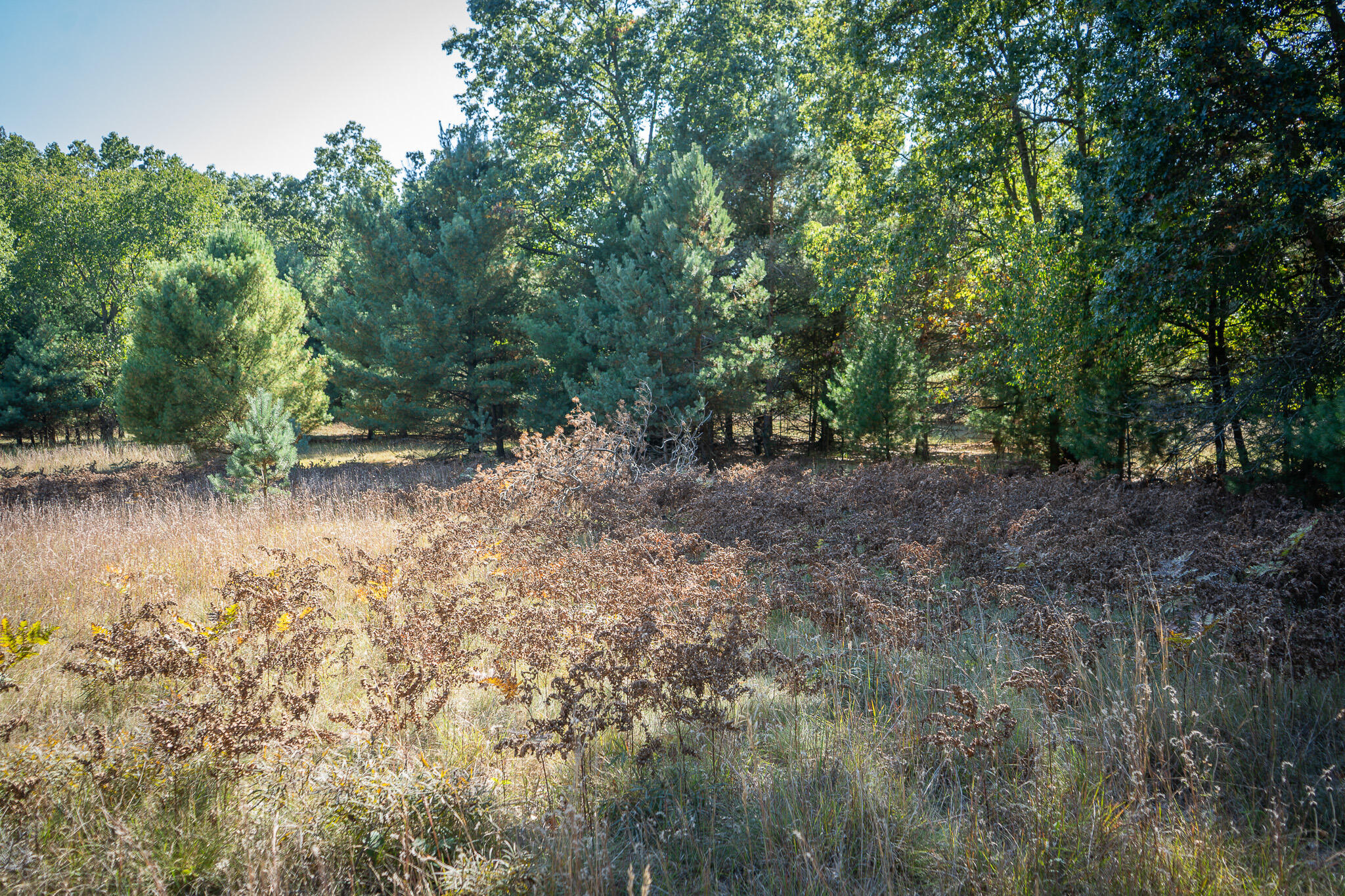 V/l Whitbeck Road Montague, MI 49437 - Photo 10 of 29 DSC07330