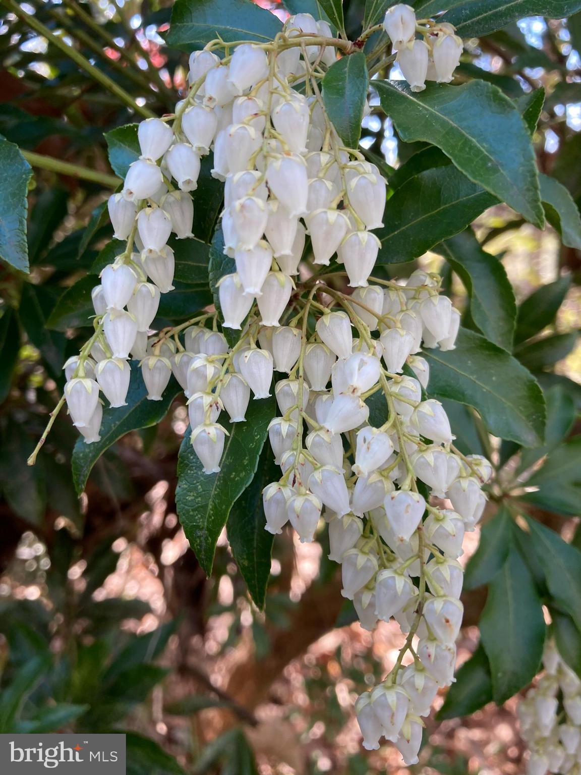230 Jug Hollow Road Phoenixville, PA 19460 - Photo 32 of 60 a view of flowers