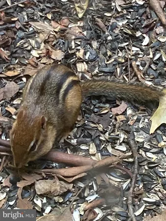 a view of a tree in a yard