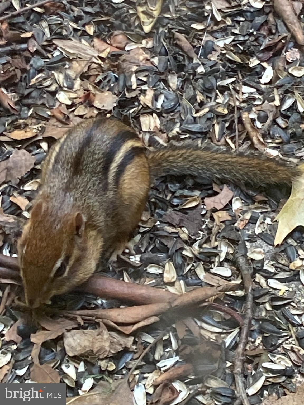 230 Jug Hollow Road Phoenixville, PA 19460 - Photo 33 of 60 a view of outdoor space