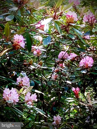 a picture of flowers