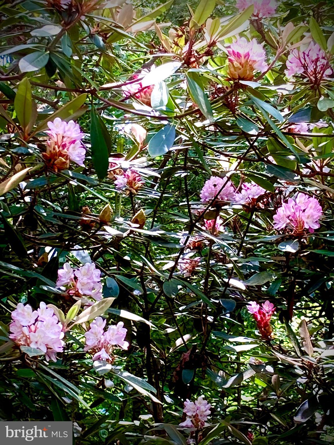 230 Jug Hollow Road Phoenixville, PA 19460 - Photo 34 of 60 a view of a flower