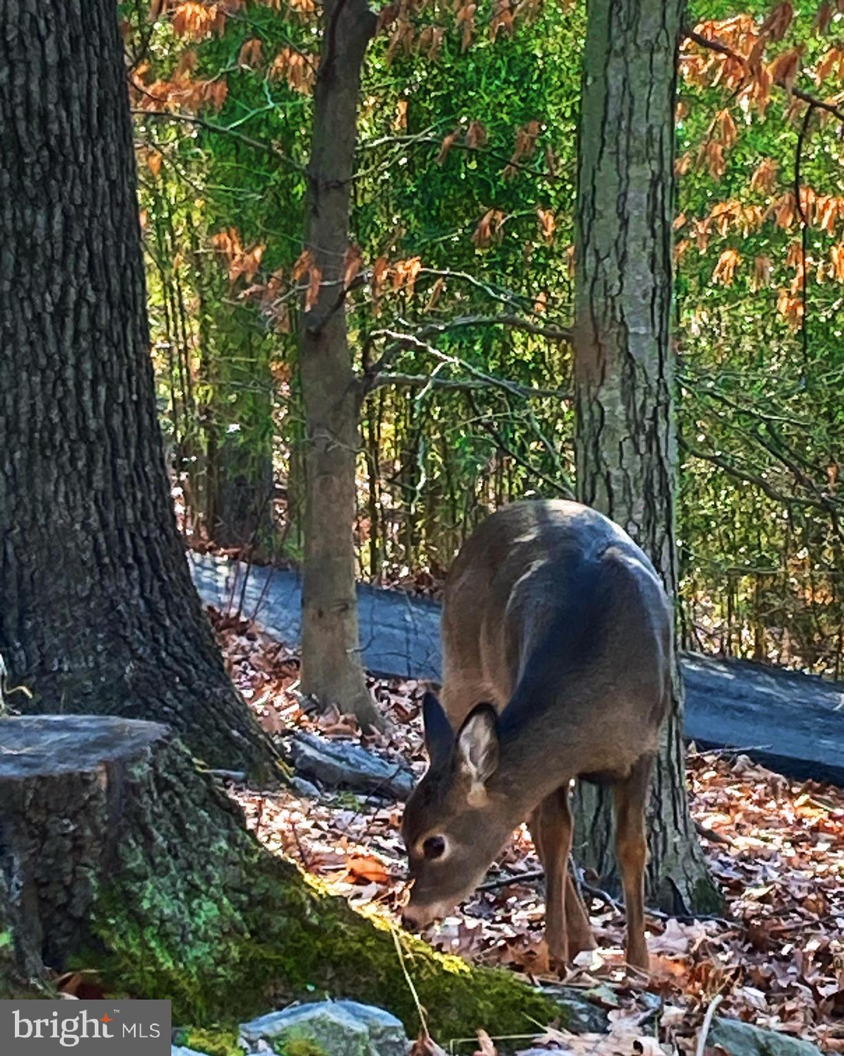 230 Jug Hollow Road Phoenixville, PA 19460 - Photo 35 of 60 a view of a yard in front of house